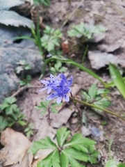 Scilla bifolia