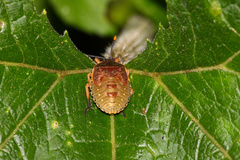 Dinidoridae