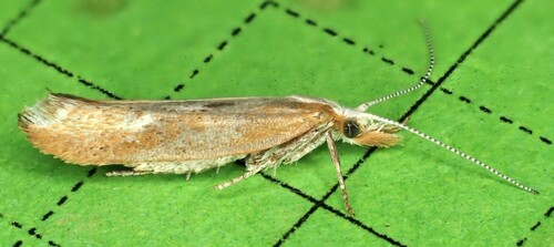 Ypsolopha falcella