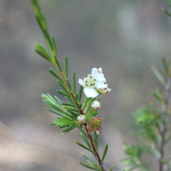 Baeckea linifolia