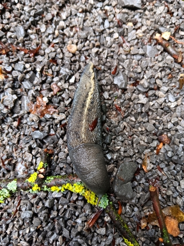 Ash-black Slug