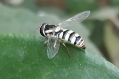 Ischiodon scutellaris