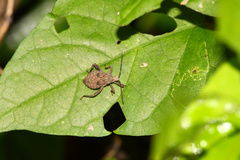 Acanthocoris sordidus