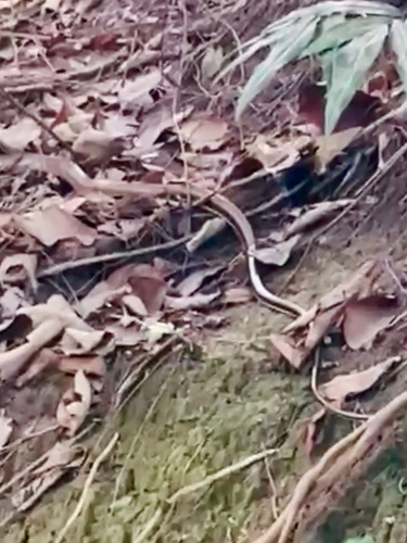 Brown Rat Snake