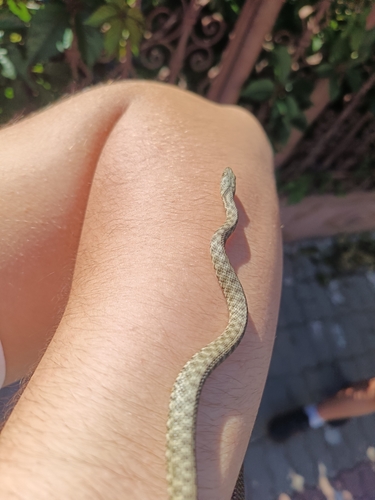 Tessellated Water Snake