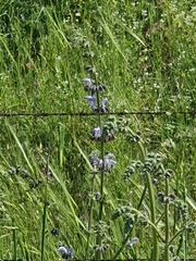 Salvia indica