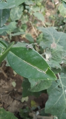 Ischiodon scutellaris