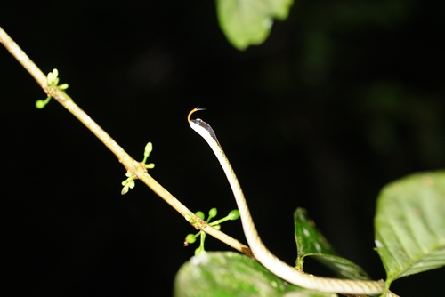 Dendrelaphis striatus, 2026-06-06