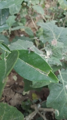 Ischiodon scutellaris