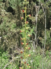 Scrophularia rubricaulis