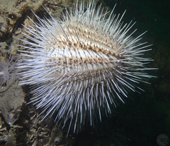 Gracilechinus acutus