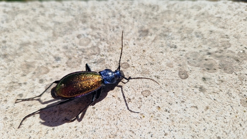 Carabus hispanus