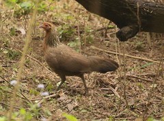 Gallus gallus