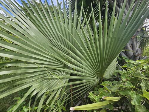 borassus palm