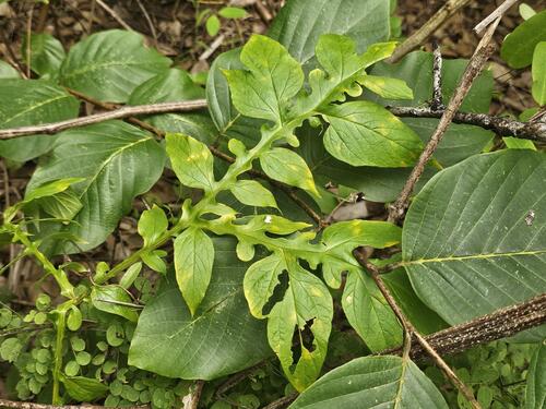 Polynesian Arrowroot