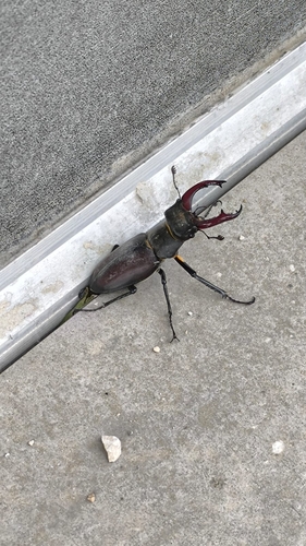 European Stag Beetle