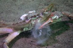 Liocarcinus
