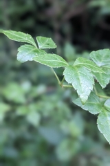 Eleutherococcus trifoliatus, photograph (c) 許文俊, some rights reserved (CC BY-SA)