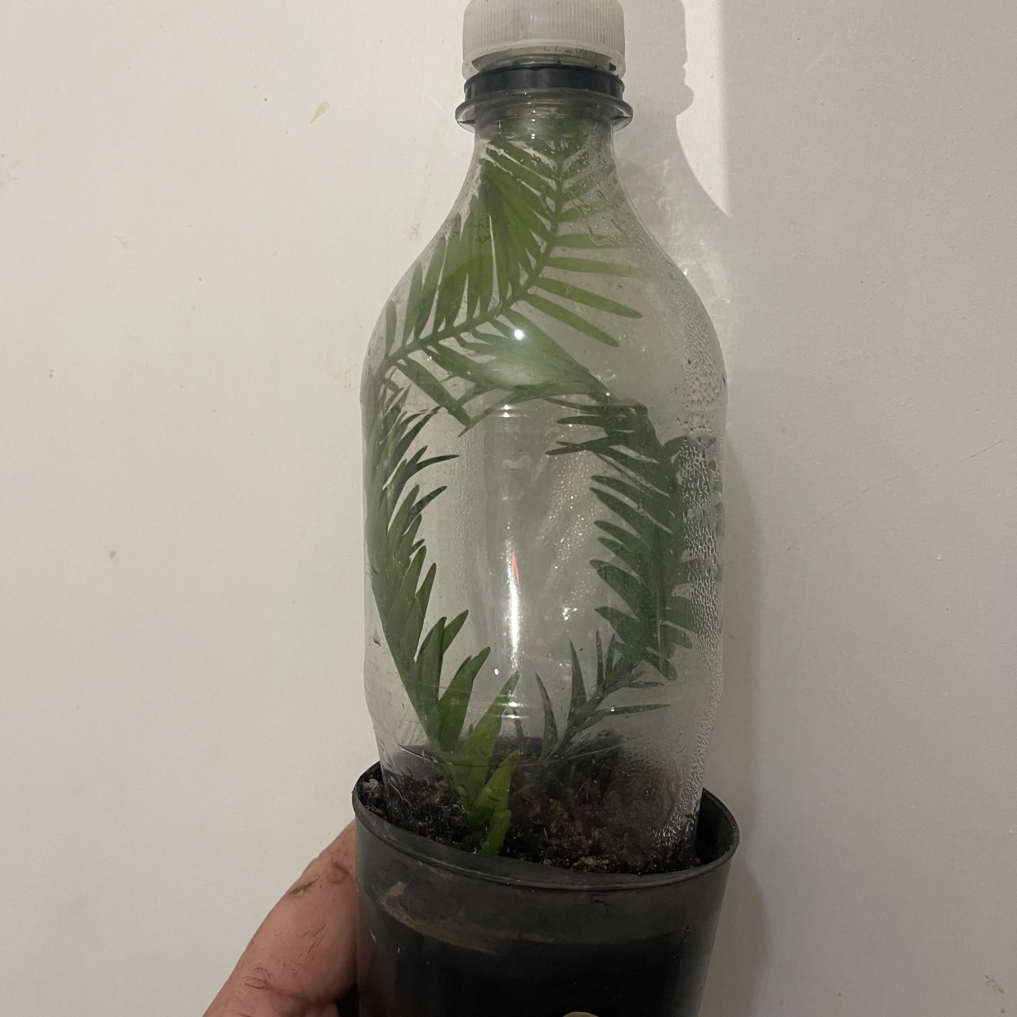Wollemi pine