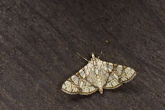 Glyphodes caesalis