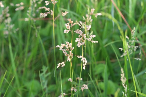 Anthoxanthum nitens, photograph 6