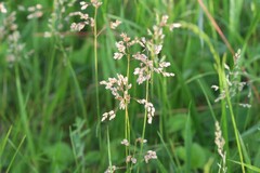 Anthoxanthum nitens, photograph Константин Селивёрстов, CC BY, iNaturalist via GBIF