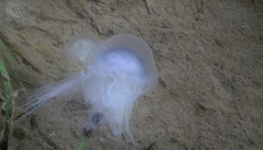 Cyanea lamarckii