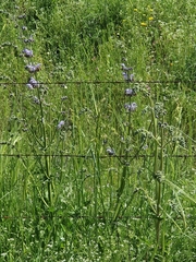 Salvia indica