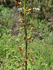 Scrophularia rubricaulis