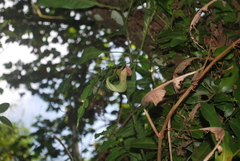 Nepenthes