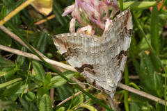 Aplocera praeformata