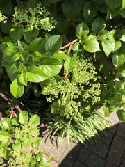Hydrangea petiolaris