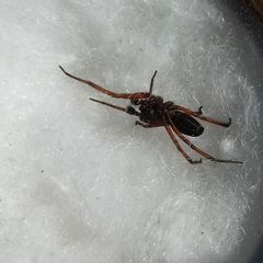 Nurscia albomaculata