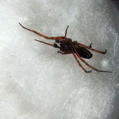 Nurscia albomaculata