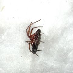 Nurscia albomaculata