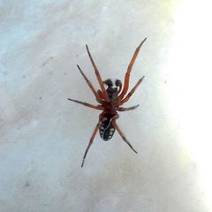 Nurscia albomaculata