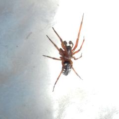 Nurscia albomaculata