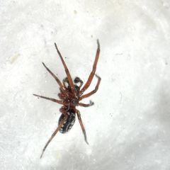 Nurscia albomaculata