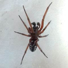 Nurscia albomaculata