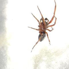 Nurscia albomaculata