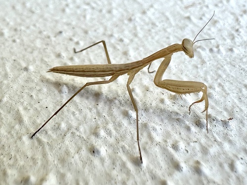 European Mantis