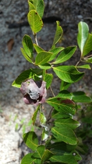 Terminalia tropophylla