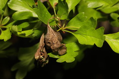 Monilinia johnsonii