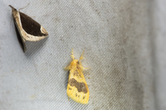 Euproctis purpureofasciata