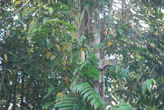 Nepenthes mirabilis