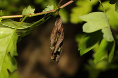 Monilinia johnsonii