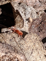 Trombidiidae