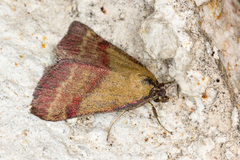 Phytometra viridaria