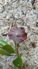 Terminalia tropophylla