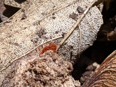 Trombidiidae